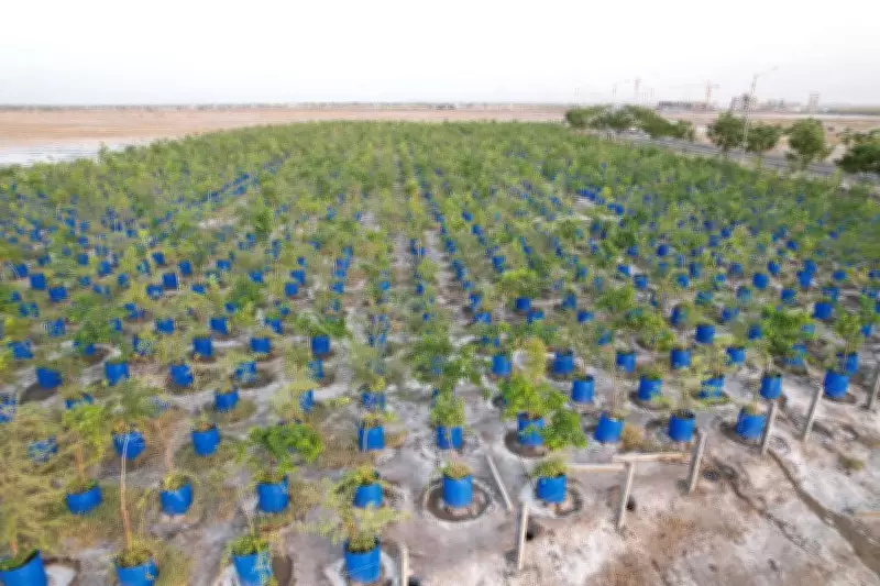 Drum Plantation Transforms Dholera's Saline Barren Land into Green Oasis