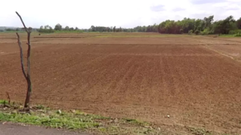 Dry Spell Hits Sirsi Paddy Farmers as Monsoon Delays