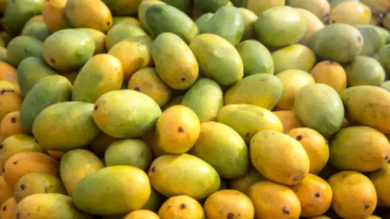 Dudhiya Maldah: The Rare Mango from Bihar with a Royal Tale