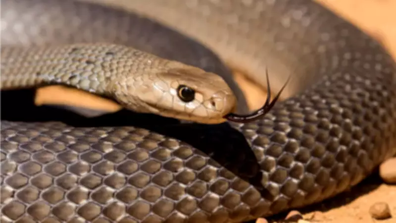 Eastern Brown Snake's Favorite Hiding Places Around Homes and Gardens