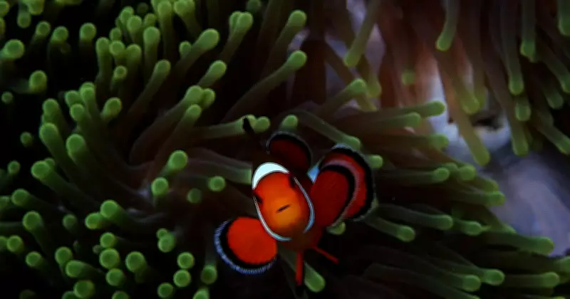 Ecologist's Deep-Sea Diving Notes Reveal Ocean's Fragile Beauty