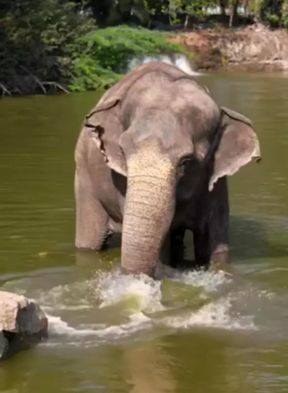 Efforts to Return Elephant Mahadevi to Kolhapur Math Gain Momentum