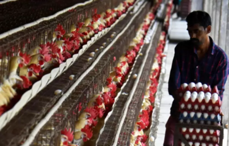 Egg and Chicken Prices Surge in Andhra Pradesh Due to Demand-Supply Gap