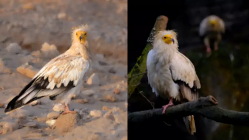 Egyptian Vulture Faces Local Extinction in Andhra Pradesh's Rayalaseema Region