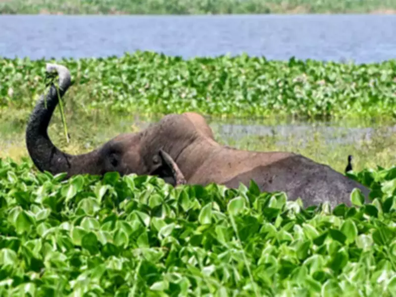 Elephant Calf Deaths Rise to Nine in Chhattisgarh's Raigarh District This Year