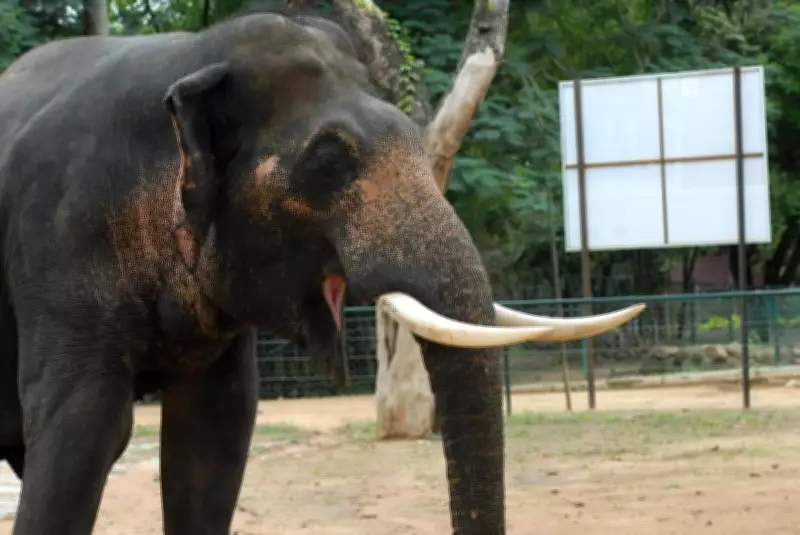 Elephant calf dies after falling into open well in West Bengal's Nayagram