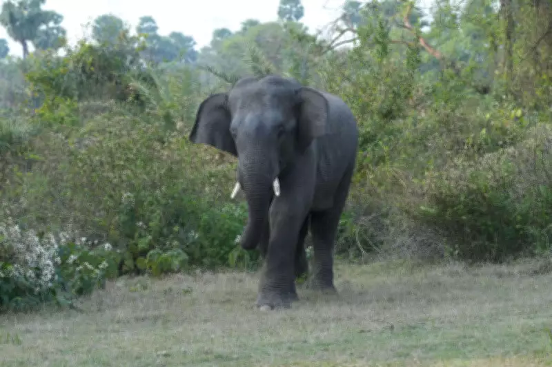 Elephant drags cow from shed, tramples it to death in Jhargram village