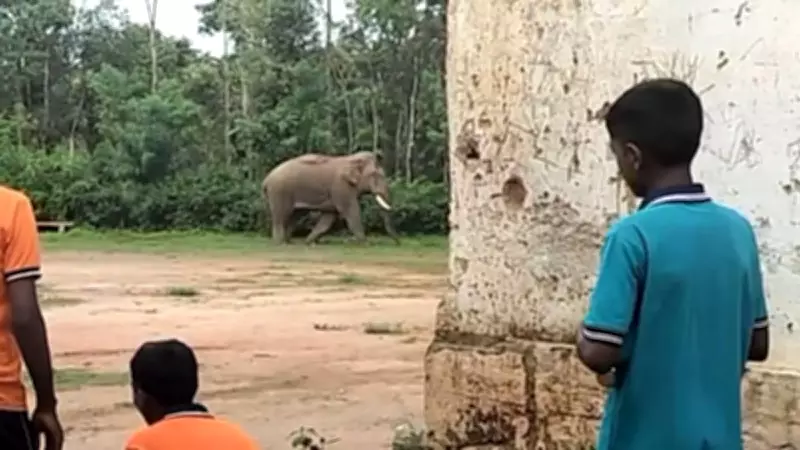 Elephant Enters School in Karnataka's Hassan, Task Force Drives It Away