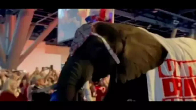 Elephant Pees at Texas GOP Convention; Democrats Call It Perfect Metaphor