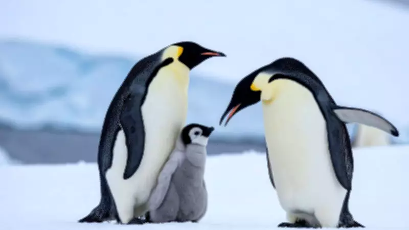 Emperor Penguins' Incredible Winter Survival Strategy in Antarctica Revealed