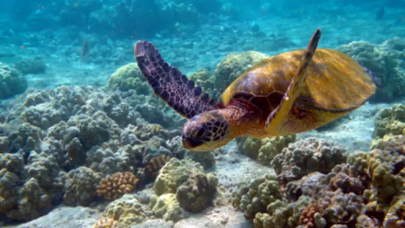 Environment Ministry Releases SOP for Sea Turtle Conservation in Lakshadweep