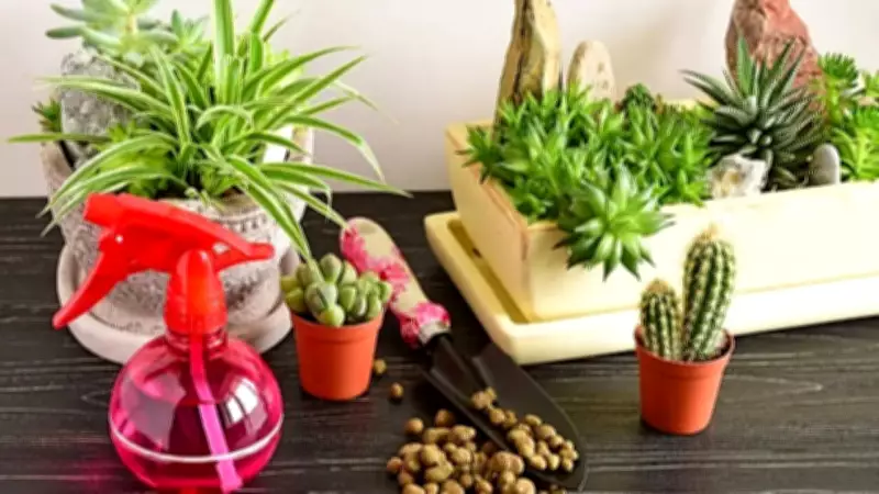 Essential Tips for Caring for Indoor Plants in Humid Summer Weather