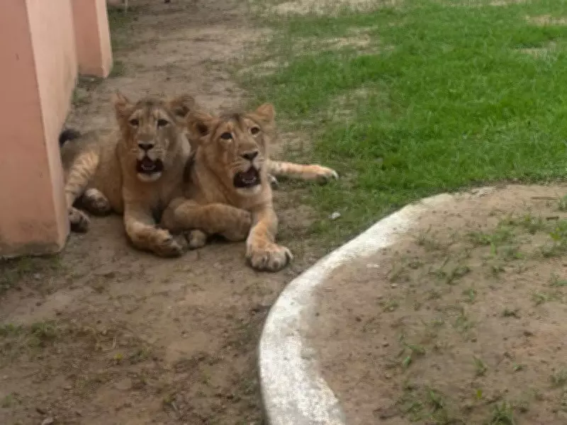 Etawah Safari Park Celebrates Birthday of Lionesses Aashi and Jaya