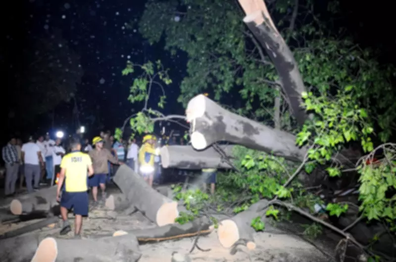 Evening Rains Cause Tree Collapses, Traffic Chaos in Dehradun