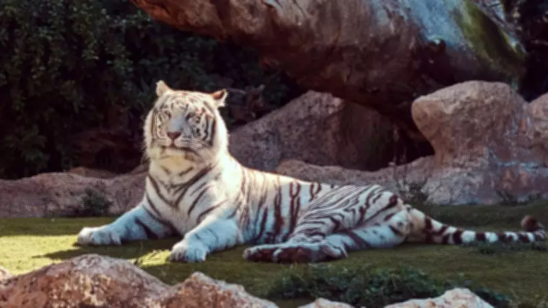 Every White Tiger Traces Origin to This Royal Secret of Bandhavgarh