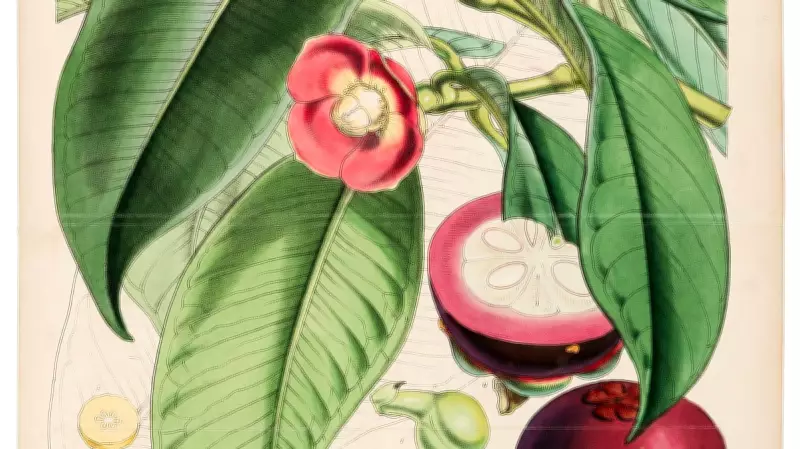 Exhibition in Bengaluru Shows How Plants Shape Politics and Economy