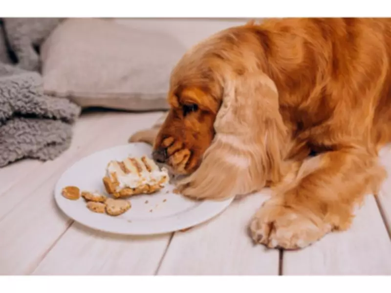 Expert Tips to Keep Dogs Healthy and Safe During Summer Heat