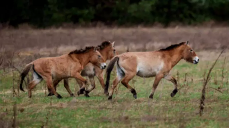 Extinct Dalian Horse Rewrites Equine Evolutionary History in New Study