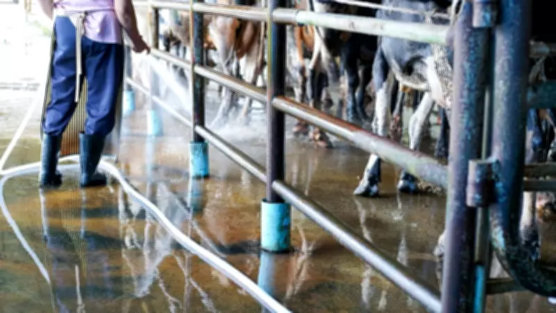 Extreme Heat Threatens India's Record Milk Production