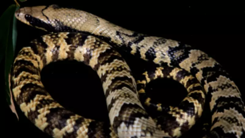 False Water Cobra: The Snake That Mimics a Cobra But Isn't One