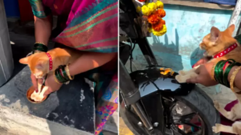 Family Uses Cat's Paws to Bless New Motorcycle, Internet Adores Video