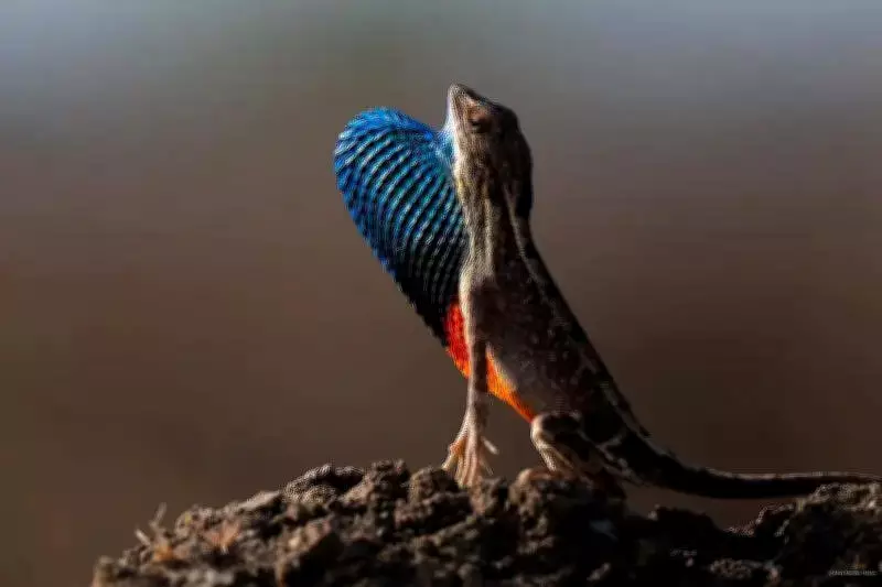 Fan-Throated Lizard Species Documented in Amravati's Rocky Grasslands