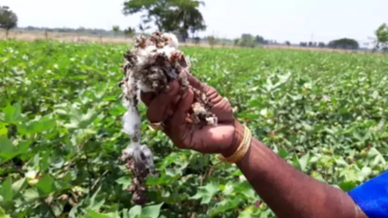 Farmers March 37 Km Half-Clad in Crop Compensation Protest in Haryana