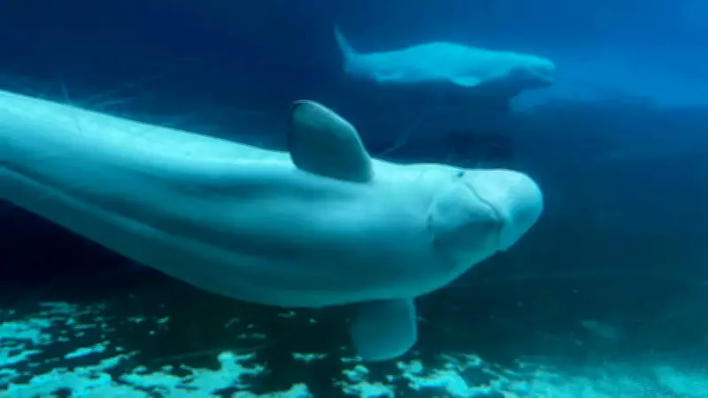 Faroe Islands Kill 706 Whales and Dolphins Day After Legal Exemption