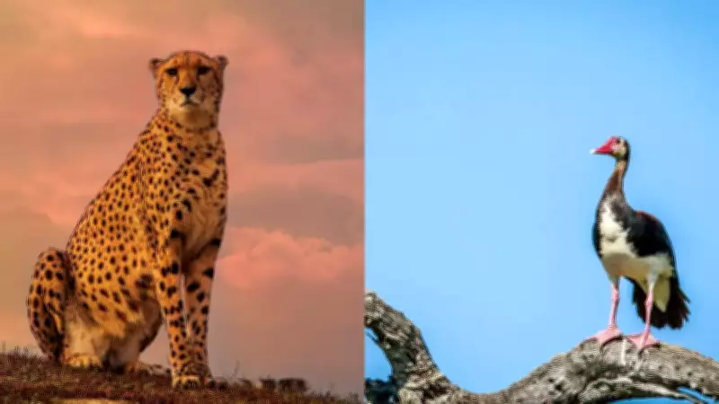 Faster Than a Cheetah: 6 Animals That Leave the Big Cat in the Dust