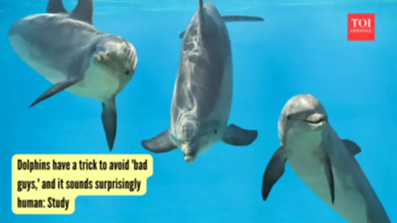Female Dolphins Use Whistles to Identify Pushy Males and Avoid Them