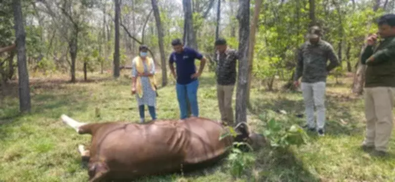 Female Indian Gaur Dies from Suspected Sunstroke in Chandrapur Forest
