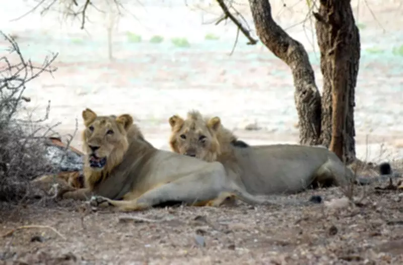Feral Dogs Outnumber Cattle in Lion Territory, Survey Reveals Disease Threat