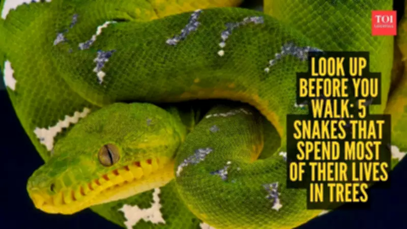 Five Snakes That Live in Trees and Hunt from Above