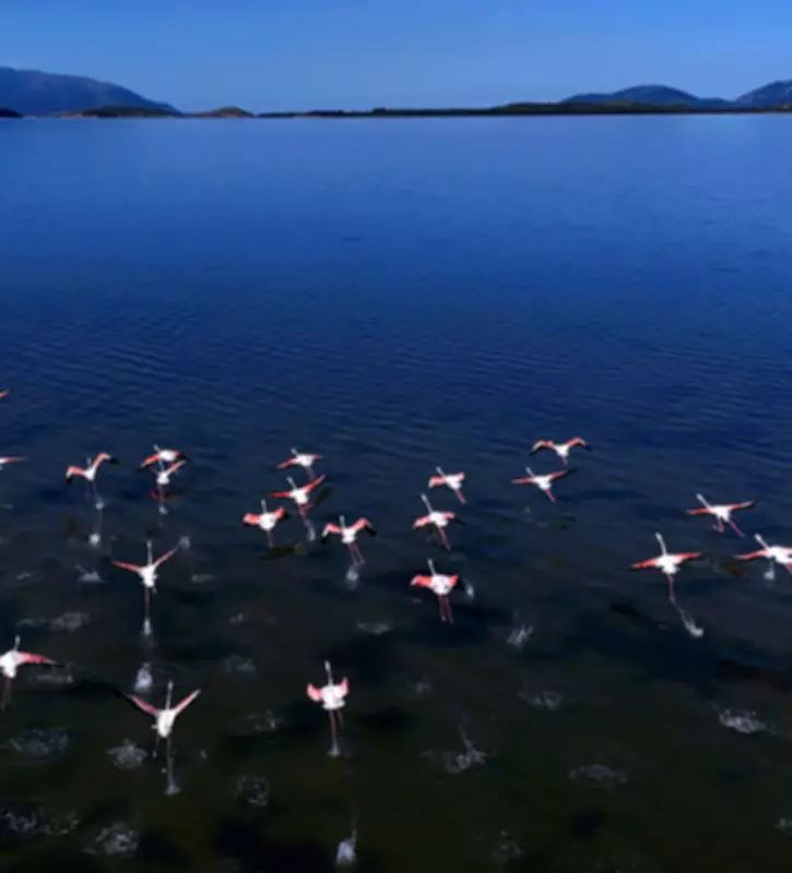 Flamingo Revolution in Albania Targets Jared Kushner's Resort Project