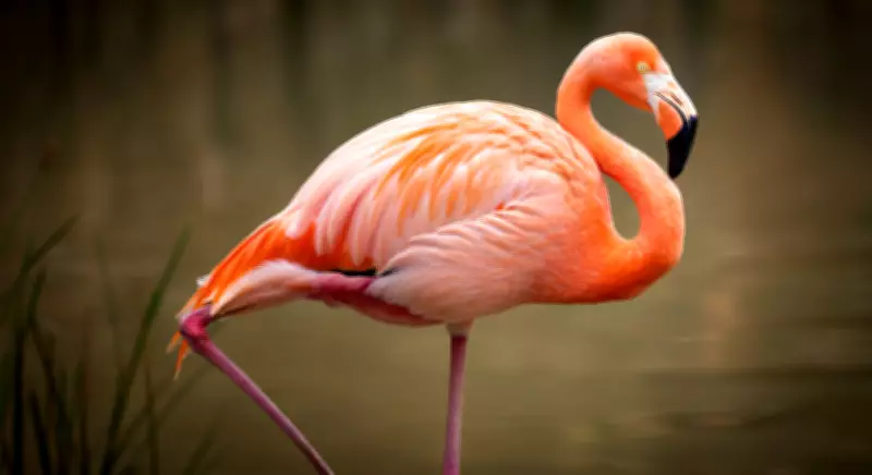 Flamingos' One-Legged Stance Explained by Passive Stay Apparatus