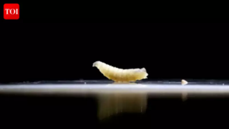 Flesh-Eating Screwworm Parasite Returns to US After 60 Years