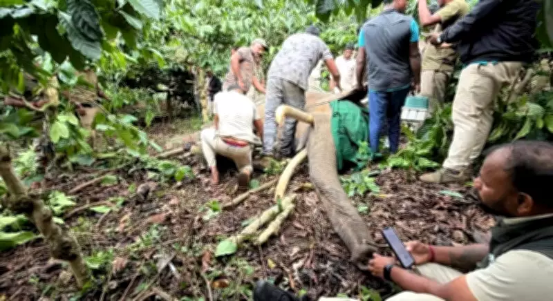 Forest Department Intensifies Search for Killer Elephant in Kodagu