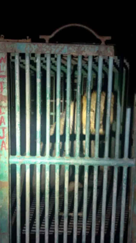 Forest Dept Captures 6 Lions After 2 Human Deaths in Gujarat