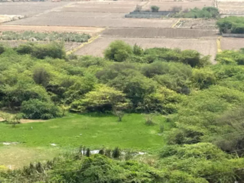 Forest Dept Registers Offence Over Tree Felling in Gurgaon Open Space