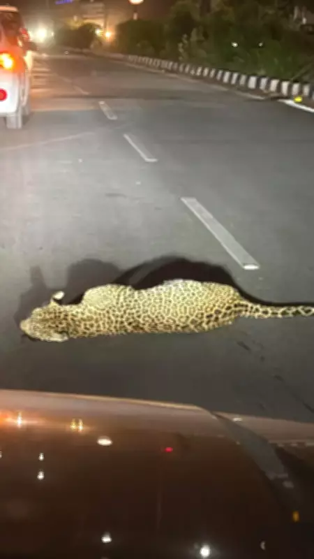Forest Staffer Injured in Leopard Attack During Rescue in Udaipur