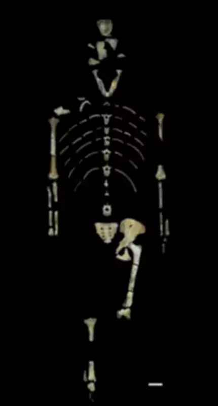 Fossil Find in Ethiopia Rewrites Early Human Evolution Timeline
