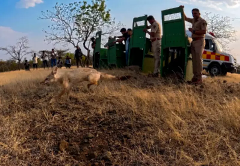 Four Indian Foxes Rescued from Trafficking Released into Wild
