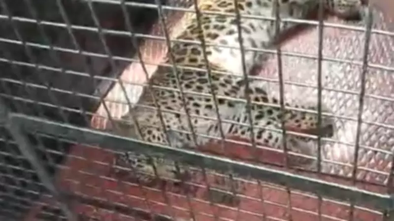 Four Injured in Leopard Attack in Karnataka's Holenarsipur