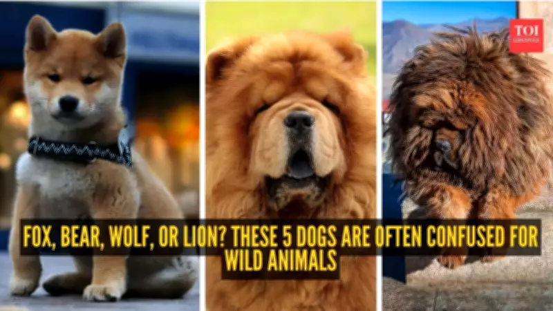 Fox, Bear, Wolf, or Lion? These 5 Dog Breeds Are Often Mistaken for Wild Animals