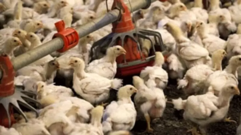 Free Poultry Farming Training in Karnataka for Rural Youth