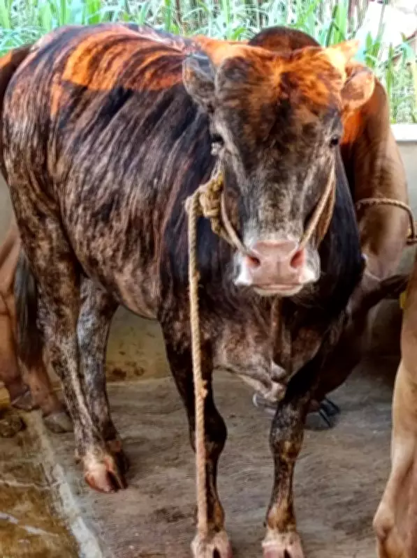 From Bus Driver to Cattle Conservationist: Man's Quest for Healthy Milk Saves Indigenous Breed