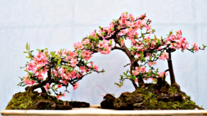 From Elite Hobby to Modern Art: The Evolution of Bonsai