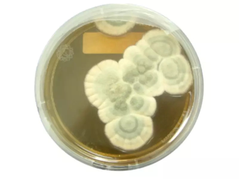From Fleming's Messy Lab to a Miracle: The Story of Penicillin