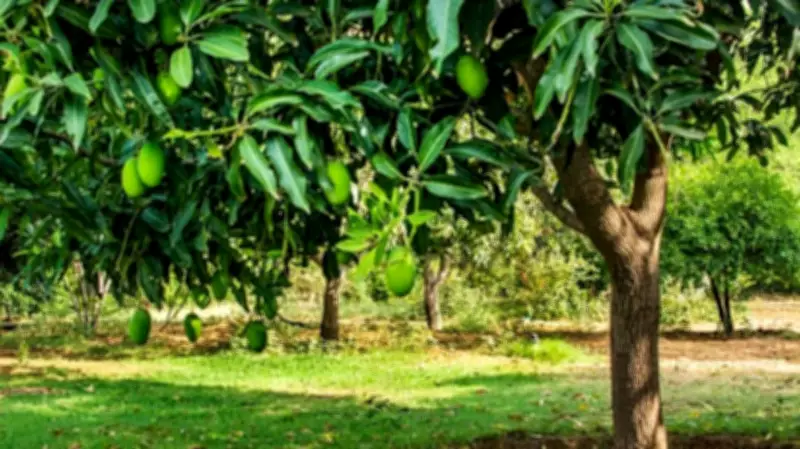 From Mango Season to Frog Season: A Shift in India's Climate Patterns