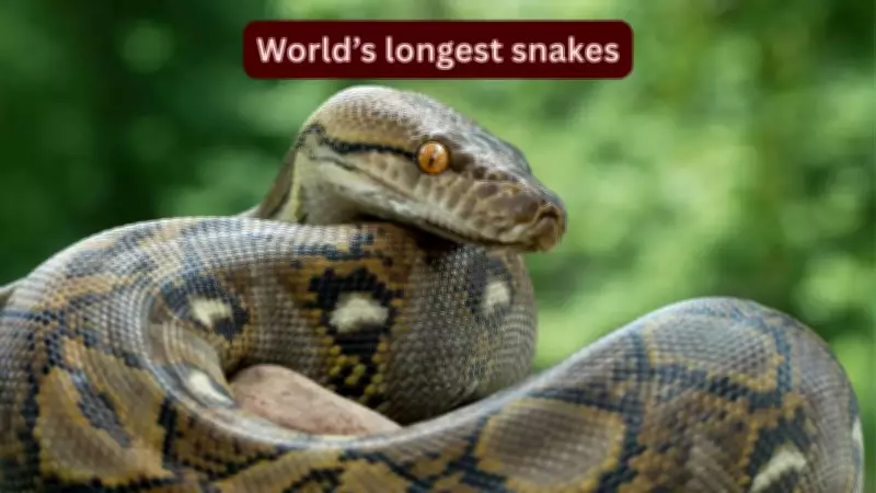 From Pythons to Anacondas: World’s Longest Snakes and Where to Spot Them